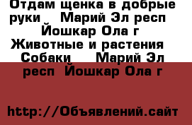 Отдам щенка в добрые руки. - Марий Эл респ., Йошкар-Ола г. Животные и растения » Собаки   . Марий Эл респ.,Йошкар-Ола г.